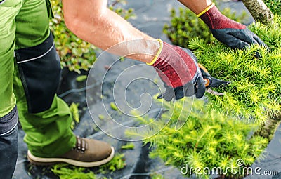 Professional Gardener Shaping Plant with Pruning Shears Stock Photo