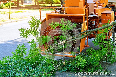 Professional gardeners are putting the branches of a trimmed tree in a wood chipper and pickup truck and maintenance in springtime Stock Photo