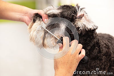 Professional groomer combing the dog`s hair with a comb. Stock Photo