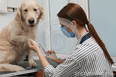 Professional groomer cutting fur of cute dog with scissors in pet beauty salon Stock Photo