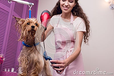 Professional groomer holding hair dryer and comb while drying wet yorkshire terrier dog Stock Photo
