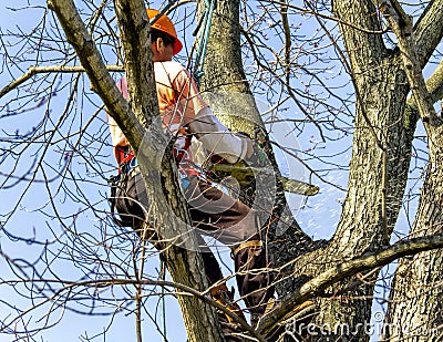 Professional High in Tree Removing Limbs Stock Photo