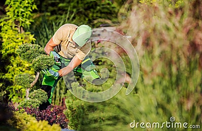 Gardener Pruning Ornamental Pine Tree Stock Photo