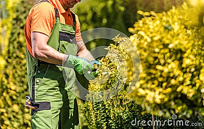Professional Landscaper Pruning Garden Plant Stock Photo