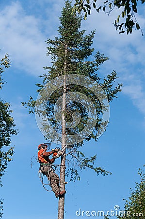 Professional lumberjack cutting tree on the top with a chainsaw Editorial Stock Photo