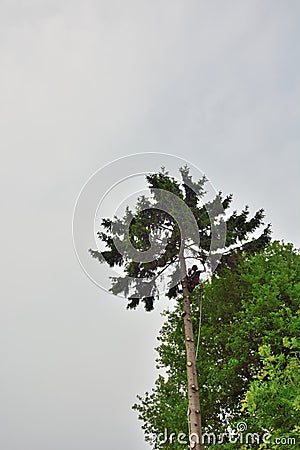 Professional lumberjack sawing logs of a spruce Editorial Stock Photo