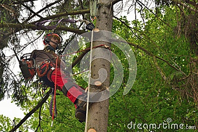 Professional lumberjack sawing logs of a spruce Editorial Stock Photo