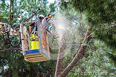 Professional Lumberjacks cuts trunks on the crane Stock Photo