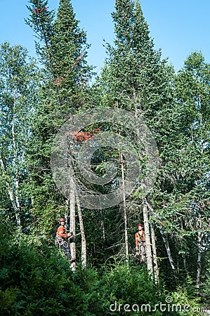 Professional lumberjacks cutting tree on the top Editorial Stock Photo