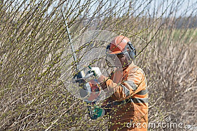 Professional Landscaper Worker in Uniform and Mask Pruning Shrubs with Hedge Trimmer Equipment Stock Photo