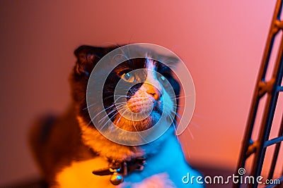 Black and white fluffy cute cat with colorful eyes Stock Photo