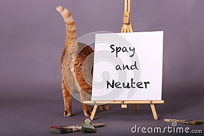 Cat behind tail up standing by white sign with Spay and neuter painted on it in studio portrait Stock Photo