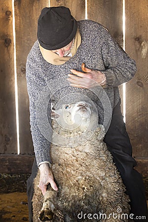 Professional sheep shearer wrestling with sheep in a Connecticut barn Stock Photo