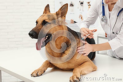 Professional veterinarian vaccinating German Shepherd dog Stock Photo