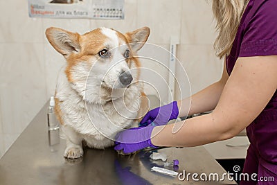 Professional veterinarian vaccines corgi breed dog in veterinary clinic Stock Photo
