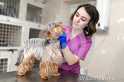 Professional veterinary doctor vaccinates a small dog breed Yorkshire Terrier. A young woman veterinarian Caucasian Editorial Stock Photo