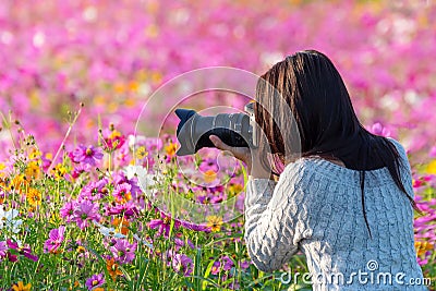 Professional woman photographer taking camera outdoor portraits with prime lens in the photography flower cosmos meadow nature. Stock Photo