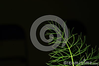 Proffesional Studio Macro close up photograph of Dill plant Stock Photo