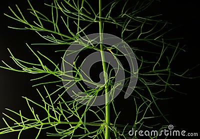 Proffessional Studio Macro close up photograph of Dill plant Stock Photo