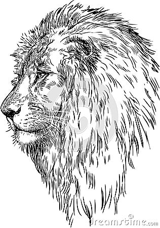 face profile draw to how Profil 30410628 Image: libres Photos D'un de droits Lion face profile draw to how Profil 30410628 Image: libres Photos D'un de droits Lion
