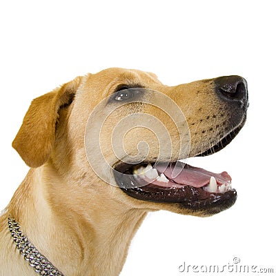 Profile of an adorable Labrador Stock Photo