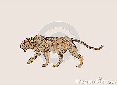 Profile of African Cheetah. Big cat hunting isolated on light background. Acinonyx jubatus, walking wild cat. Savanna jaguar Vector Illustration