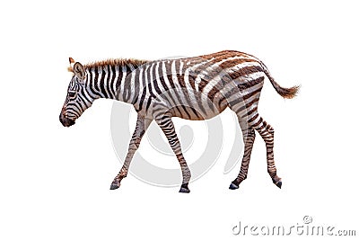 Profile Baby Zebra Walking - Isolated Stock Photo