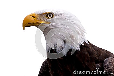 Profile of a Bald Eagle isolated on white Stock Photo