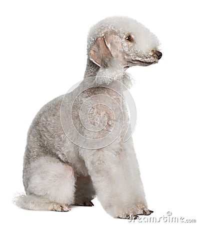 Profile of Bedlington terrier, sitting Stock Photo