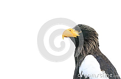 Profile of a bird an eagle with a big beak on a white Stock Photo