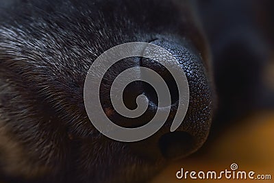 Profile black dog face and nose extreme close up Stock Photo