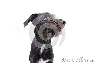 Profile black puppy dog looking away. attentive and interest expression face. obedience concept. Isolted on white background Stock Photo