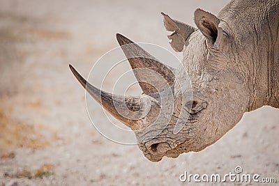 Profile of a black rhino, Etosha National Park, Namibia Stock Photo