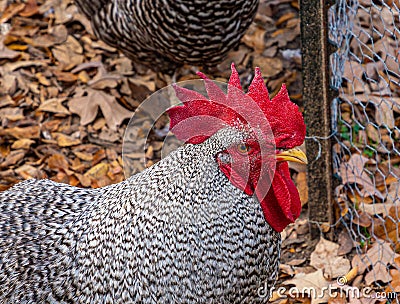 Profile of a cock, Rooster, from a Texas farm Stock Photo