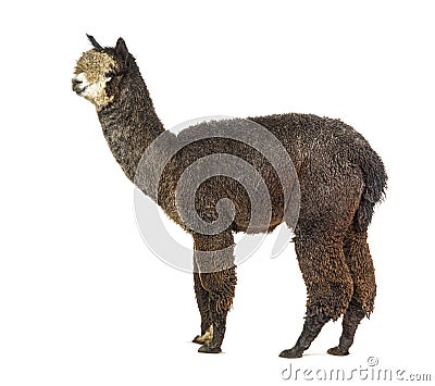 Profile of a Dark rose grey alpaca - Lama pacos Stock Photo