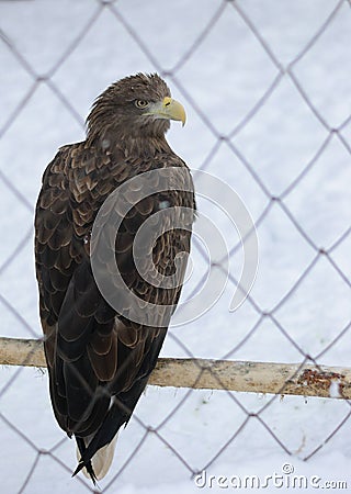 Profile eagle bird in a cage Stock Photo