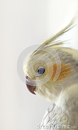 Profile of exotic bird Stock Photo