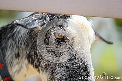 Profile of a goat taken outdoors Stock Photo
