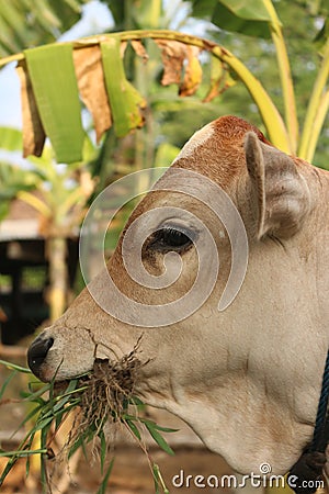 Profile grass eating Close up from a funny light brown white beef calf looking enjoying his life Stock Photo