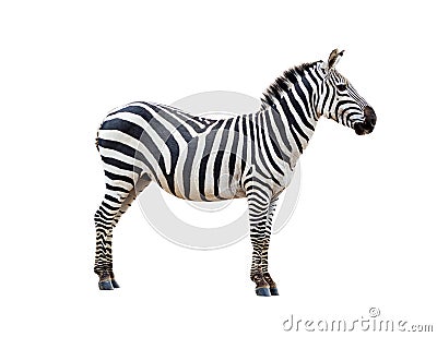 Profile Grevys Zebra Isolated on White Stock Photo