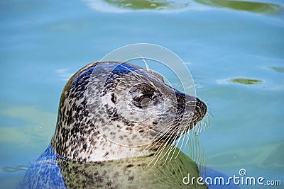 Profile Of A Grey Seal At Gweek Stock Photo