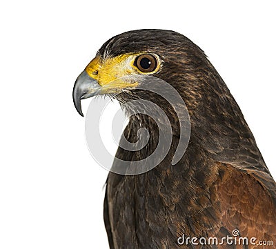 Profile of Harris`s hawk, Parabuteo unicinctus Stock Photo