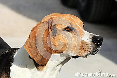 American Foxhound Profile Stock Photo