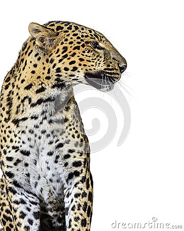 profile head shot of a spotted Leopard looking right, isolated on white Stock Photo