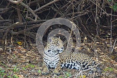 Profile of Jaguar Lying on Forest Floor Stock Photo