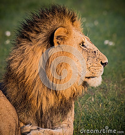 Profile of male lion posing in Kenya Stock Photo