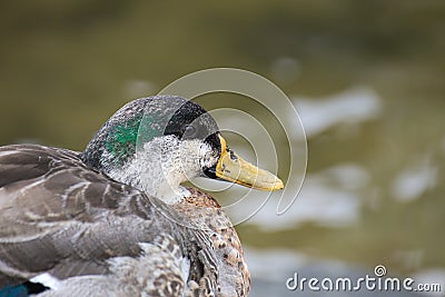 Profile Of Male Mallard During Molt Stock Photo