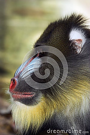 Profile of Mandrill's face Stock Photo