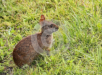 Marsh rabbit sitting in grass Stock Photo