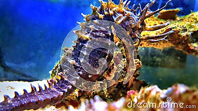 Profile of Mediterranean Seahorse in Saltwater aquarium tank - Hippocampus guttulatus Stock Photo